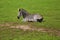 Zebra BÃ¶hm Equus burchellii boehmi rests on a meadow