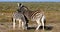 Zebra with calf Etosha, Namibia, Africa safari wildlife