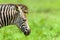 Zebra Calf Head Neck Closeup Wildlife