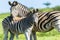 Zebra Calf Wildlife
