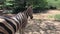 Zebra in captivity in zoological, in African area