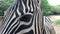 Zebra in captivity in zoological, in African area