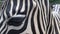 Zebra in captivity in zoological, in African area