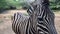 Zebra in captivity in zoological, in African area