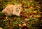 Zebra cat of a pale brown color wandering in a green meadow