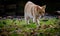 Zebra cat of a pale brown color wandering in a green meadow