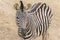 Zebra Chapman, Equus Burchelli Chapmani