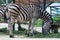 Zebra Chapman (Equus quagga chapmani)