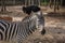 Zebra in Chiangmai night safari