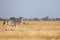 Zebra - Chobe N.P. Botswana, Africa