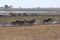 Zebra at Chobe River