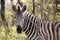 An zebra close up