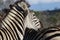 Zebra close up with Ox pecker bird