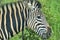 Zebra close up in South Africa