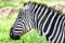 Zebra close-up view in the Nakuru national park (Kenya)