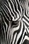 Zebra Closeup