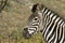 Zebra closeup