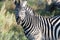 Zebra, closeup of beautiful zebra in Okavango Delta, Botswana