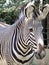 Zebra closeup: Black and white stripes