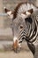 Zebra closeup at Brookfield Zoo