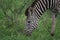 Zebra closeup grazing