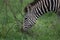 Zebra closeup grazing and listning