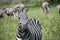 Zebra closeup portrait African wildlife in Serengeti grasslands in great migration Tanzania, Africa