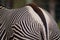 Zebra closeup of rear end and stripes