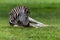 Zebra Colt Resting