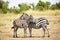 Zebra couple in Africa savannah. Masai Mara National park, Kenya