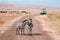 Zebra couple on dirt road and Safari offroad car in golden grass field in Ngorongoro, Serengeti Tanzania Savanna forest