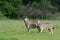 Zebra couple in the Okavango