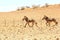 Zebra couple running desert, Nambia