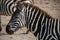 Zebra in crater Ngorongoro (Tanzania)