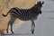 A zebra crosses the road in Kruger Park