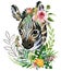 Zebra cub. wild animals watercolor illustration