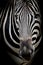 Zebra on dark background. Black and white image