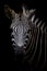 Zebra on dark background. Black and white image