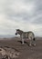 Zebra in the desert - 3D render