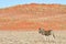 Zebra and Desert Landscape - NamibRand, Namibia