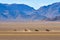 Zebra and Desert Landscape - NamibRand, Namibia