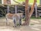 Zebra dining on some hay. Auckland Zoo Auckland New Zealand