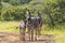 Zebra on Dirt Road in Natural Bushland Landscape