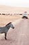 Zebra on dirt road and Safari offroad car in golden grass field in Ngorongoro consevation area, Serengeti