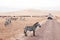 Zebra on dirt road and Safari offroad car in golden grass field in Ngorongoro, Serengeti Tanzania Savanna forest