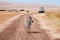 Zebra on dirt road and Safari offroad car in golden grass field in Ngorongoro, Serengeti Tanzania Savanna forest