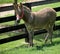 Zebra and donkey hybrid in holding pen