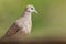 Zebra Dove belongs to the genus Geopelia Striata.