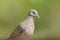 Zebra Dove belongs to the genus Geopelia Striata.