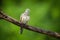 Zebra dove bird